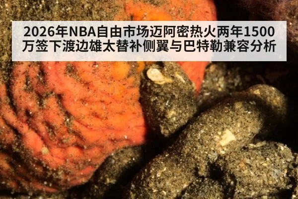2026年NBA自由市场迈阿密热火两年1500万签下渡边雄太替补侧翼与巴特勒兼容分析